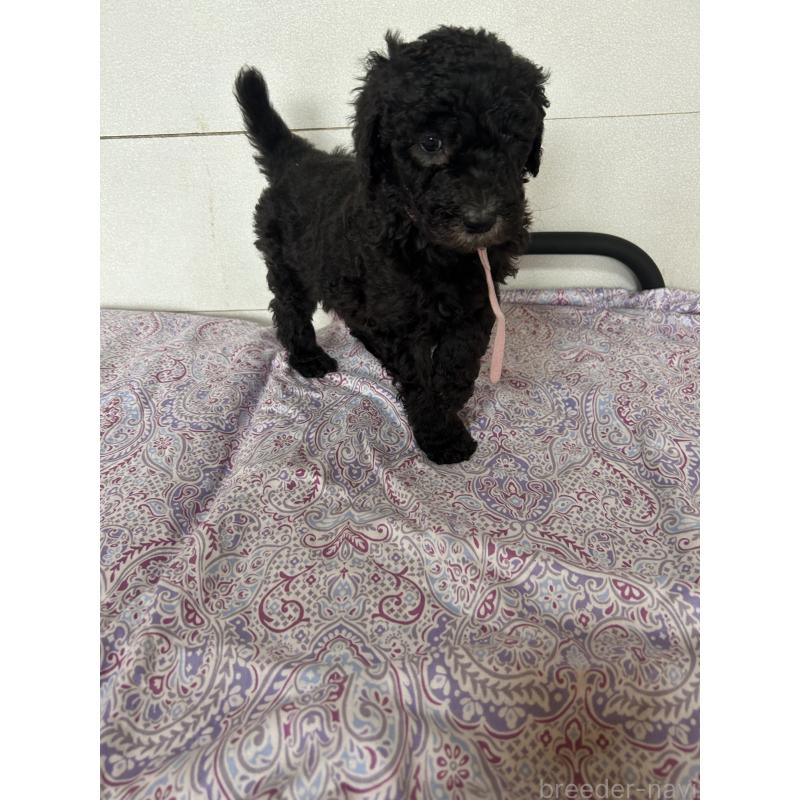 販売中の愛知県のスタンダードプードル-446406の5枚目