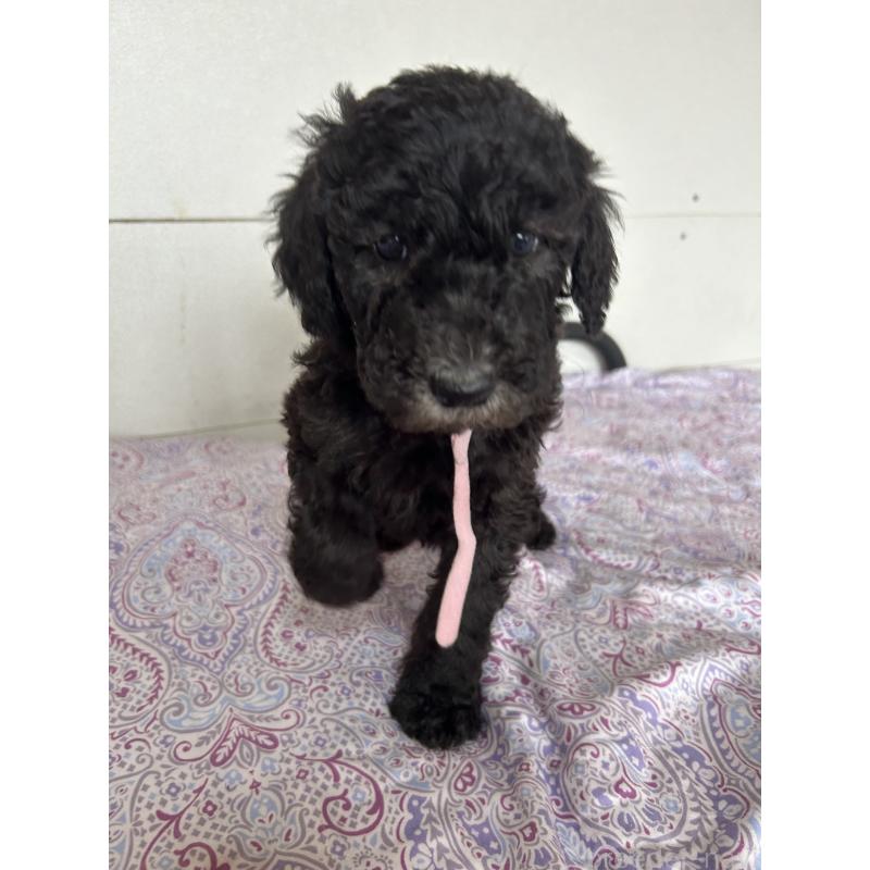 販売中の愛知県のスタンダードプードル-446406の4枚目