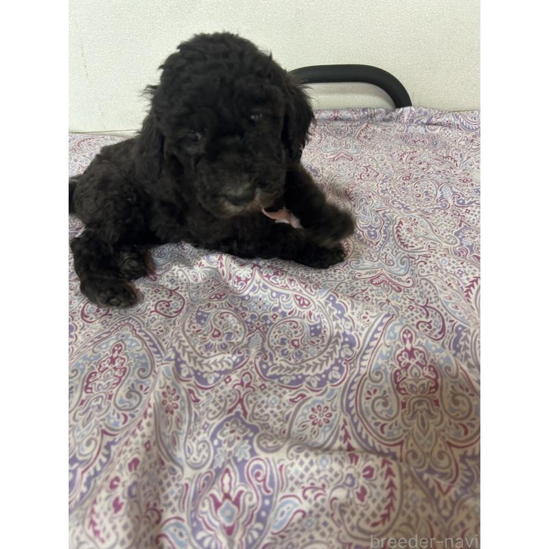 販売中の愛知県のスタンダードプードル-446406の3枚目