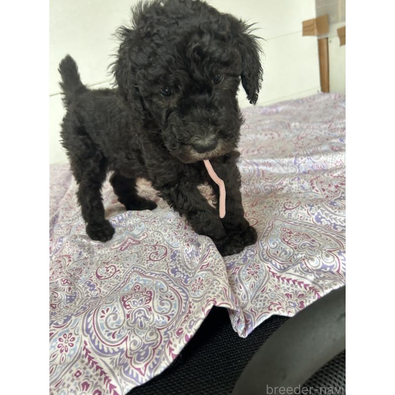 販売中の愛知県のスタンダードプードル-446406の2枚目