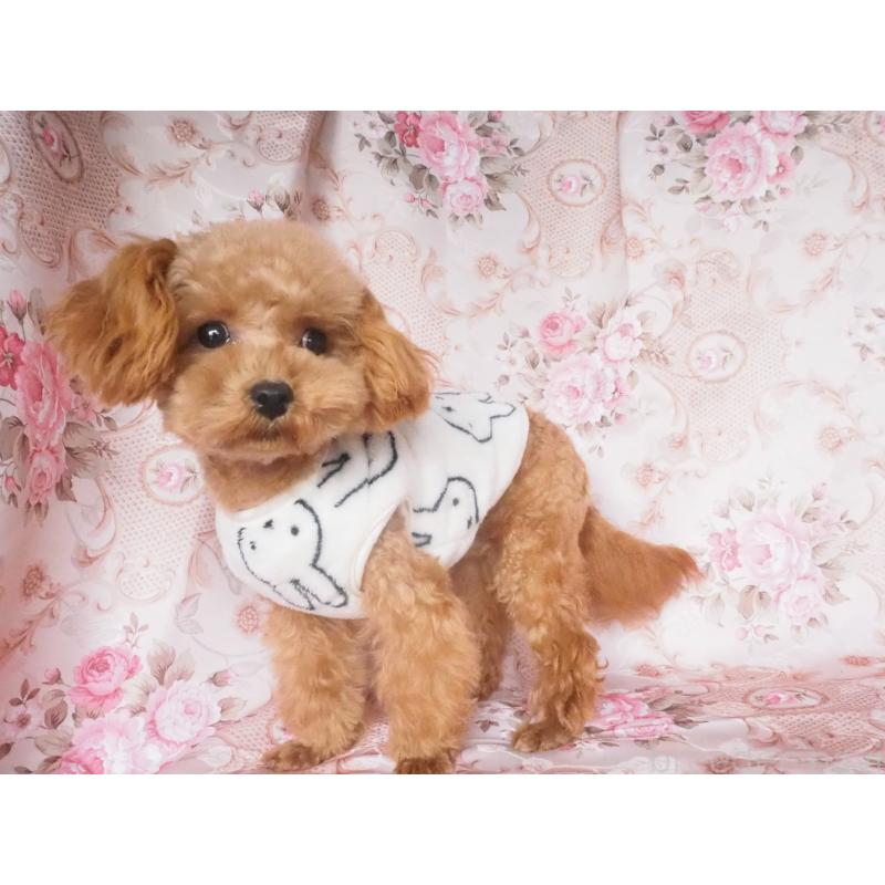 販売中の岡山県のミックス犬-446411の3枚目