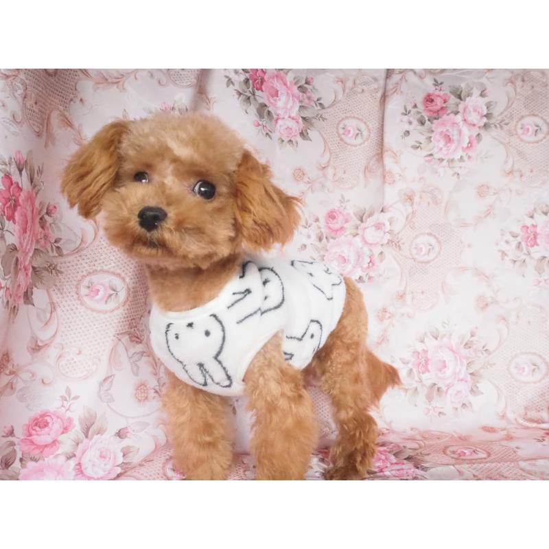 販売中の岡山県のミックス犬-446411の2枚目