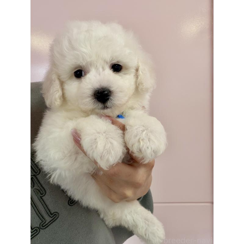 販売中の滋賀県のビションフリーゼ-446409の5枚目