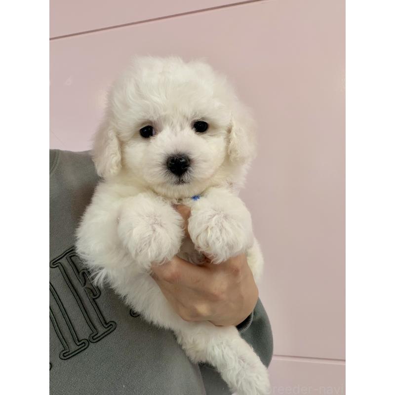 販売中の滋賀県のビションフリーゼ-446409の4枚目