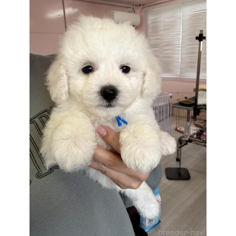 販売中の滋賀県のビションフリーゼ-446409の3枚目