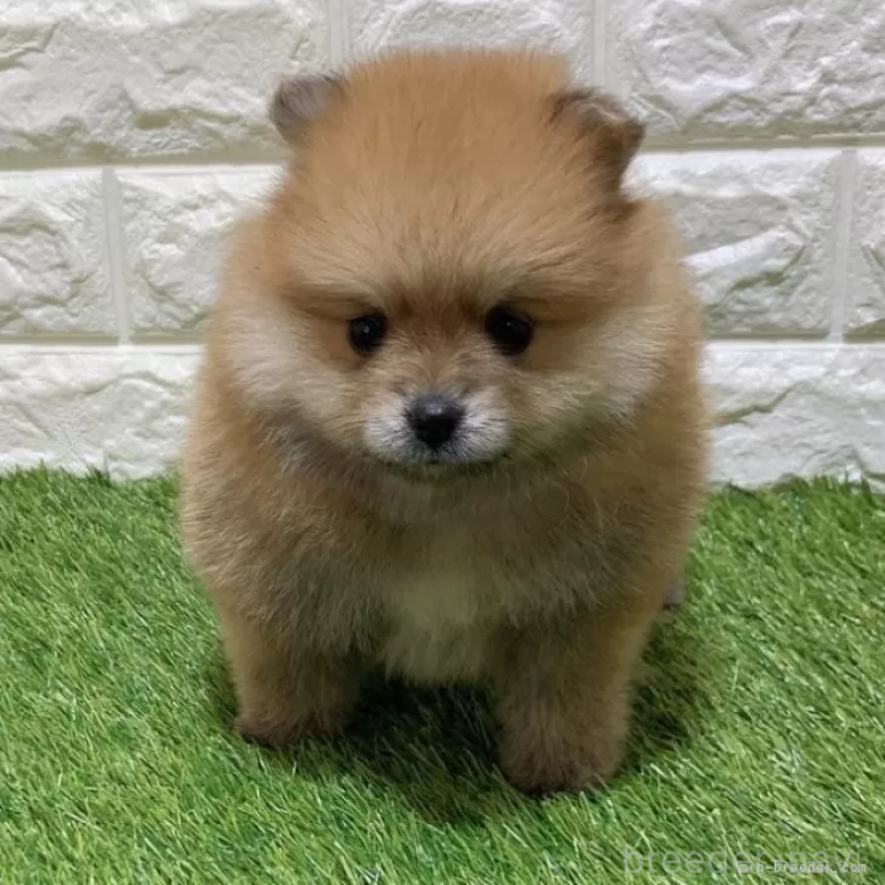 販売中の愛知県のポメラニアン-445387