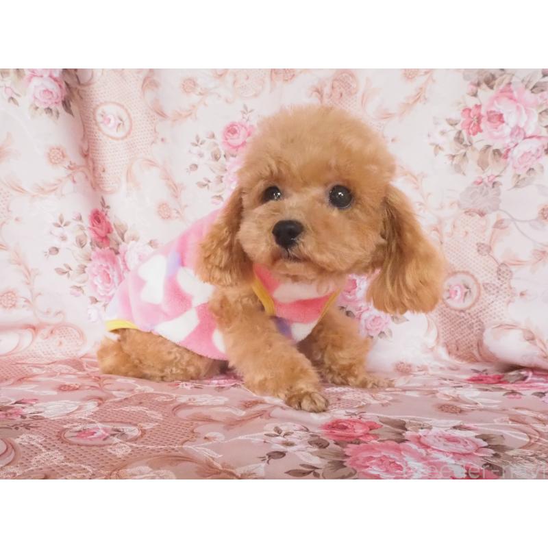 販売中の岡山県のタイニープードル-446414の3枚目