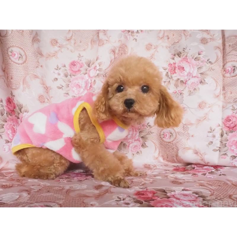 販売中の岡山県のタイニープードル-446414の2枚目