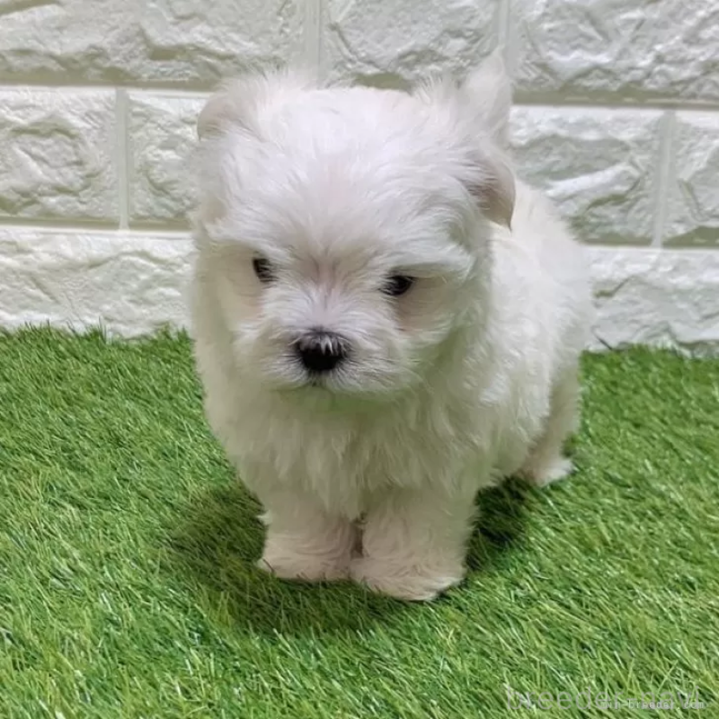 販売中の愛知県のマルチーズ-445362