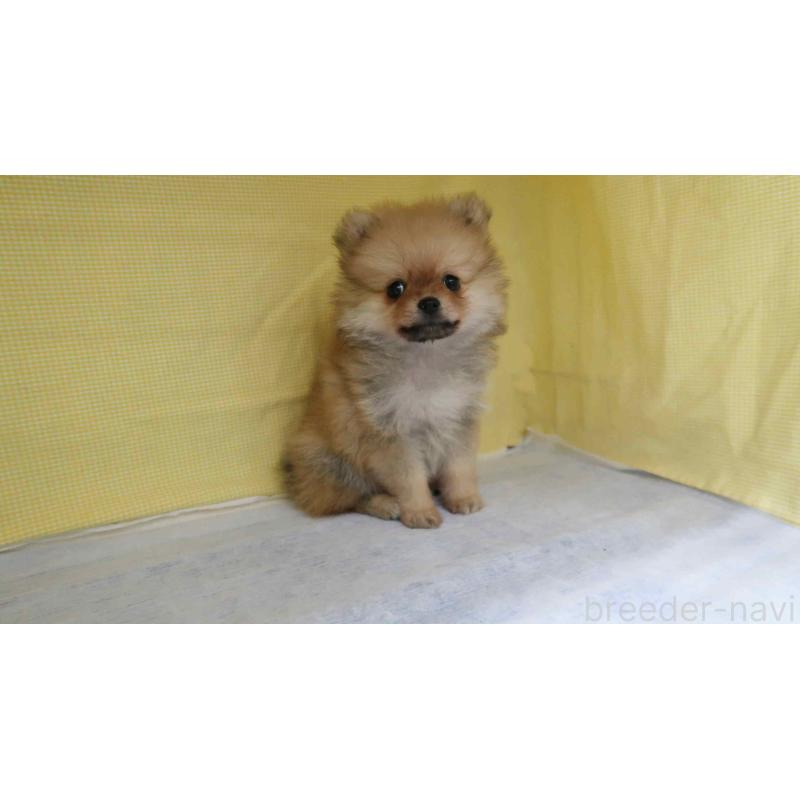 販売中の東京都のポメラニアン-446412の4枚目