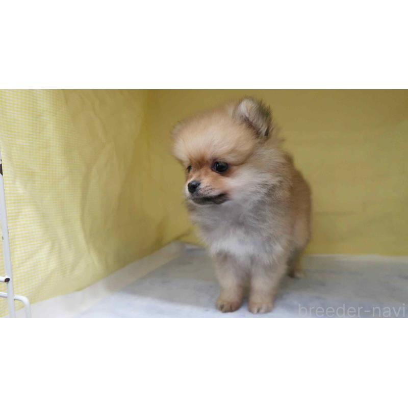 販売中の東京都のポメラニアン-446412の2枚目