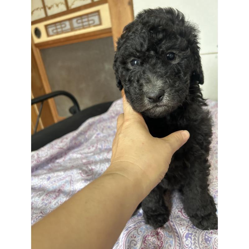 販売中の愛知県のスタンダードプードル-446413の4枚目