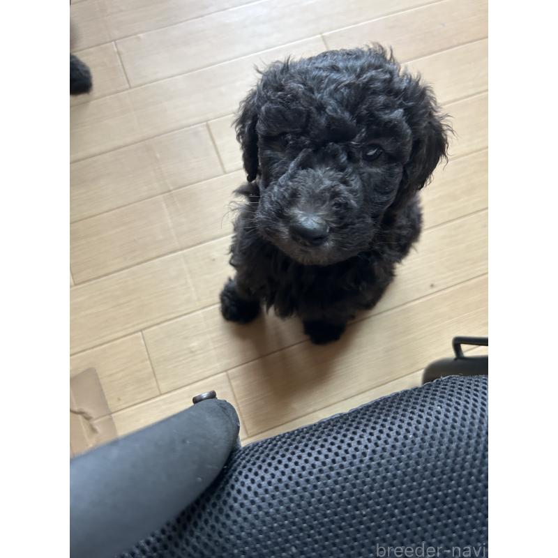 販売中の愛知県のスタンダードプードル-446413