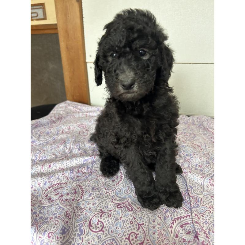 販売中の愛知県のスタンダードプードル-446413の3枚目