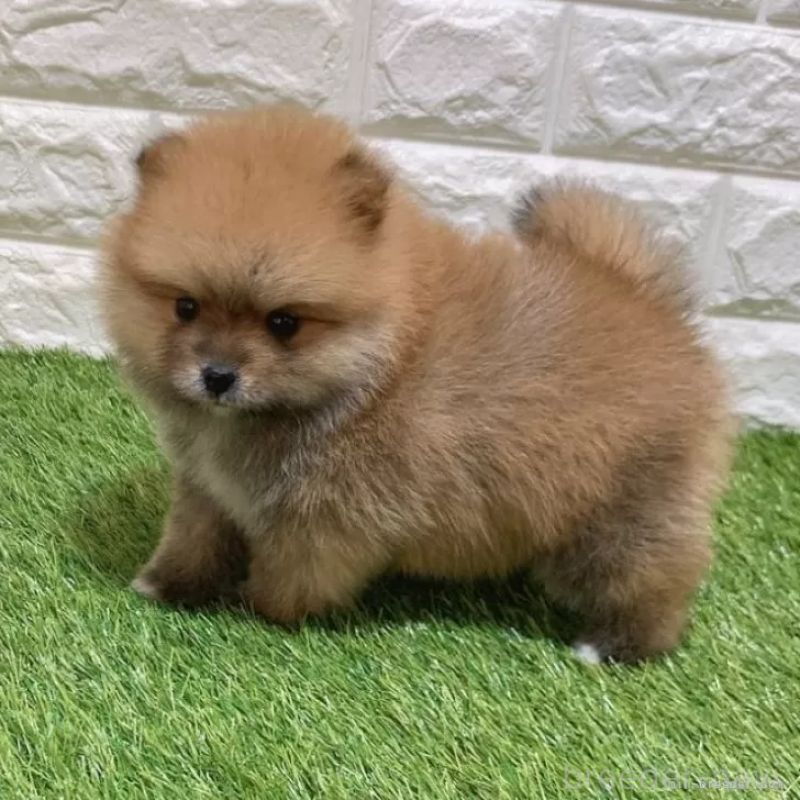 販売中の愛知県のポメラニアン-445380の5枚目