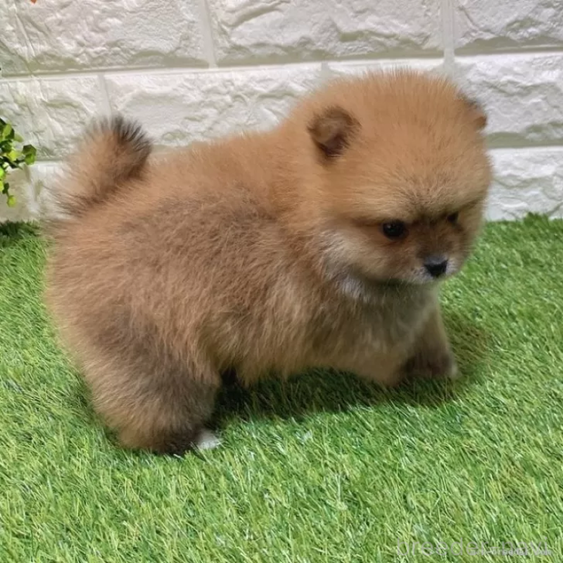 販売中の愛知県のポメラニアン-445380の4枚目