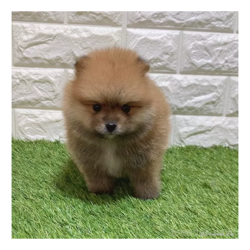 販売中の愛知県のポメラニアン-445380の3枚目