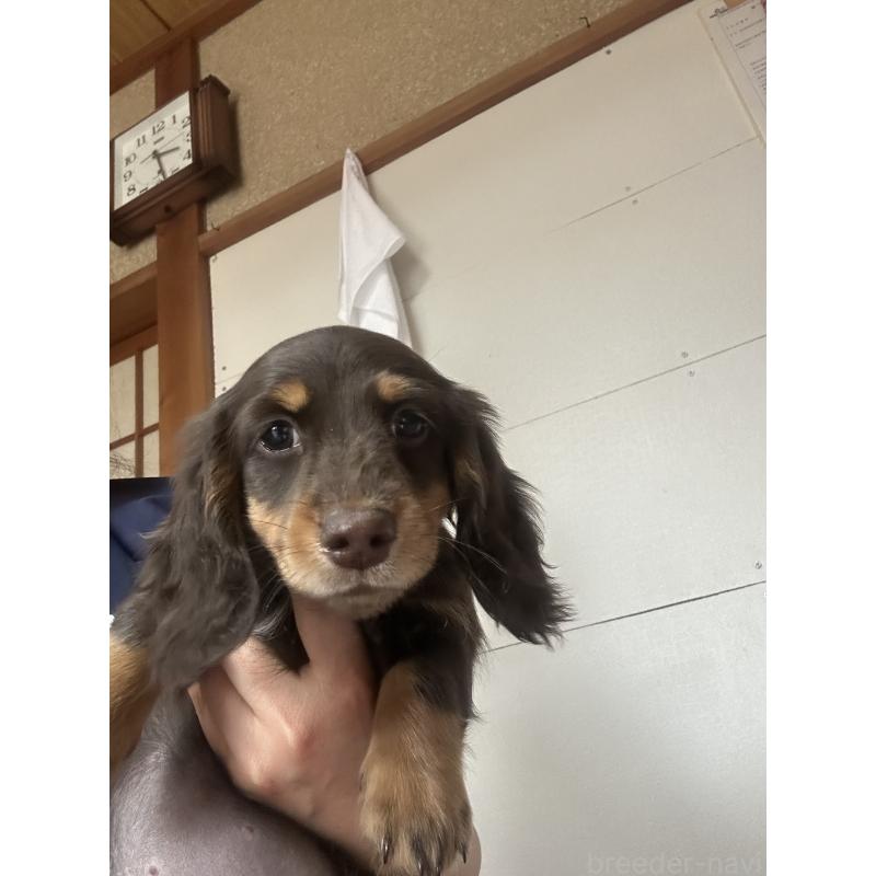 販売中の愛知県のミニチュアダックスフンド(ロングヘアード)-437991