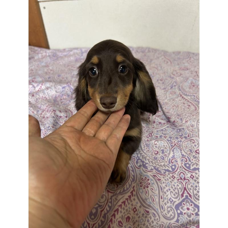 販売中の愛知県のミニチュアダックスフンド(ロングヘアード)-437991の4枚目