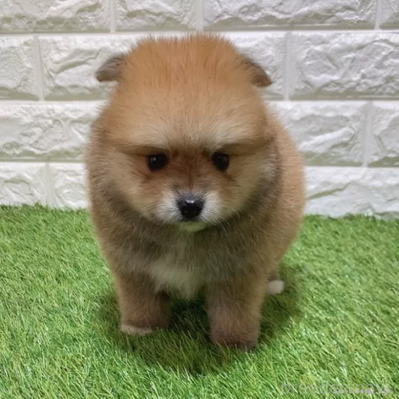 販売中の愛知県のポメラニアン-445390