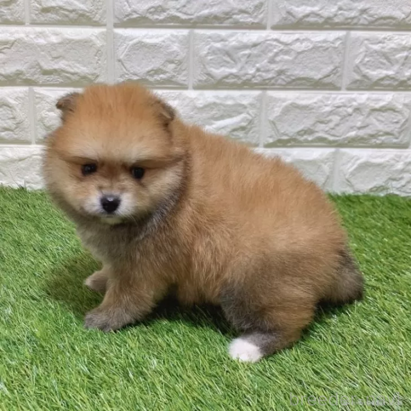 販売中の愛知県のポメラニアン-445390の5枚目