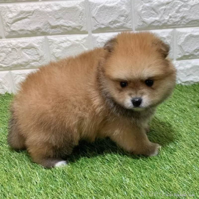 販売中の愛知県のポメラニアン-445390の4枚目