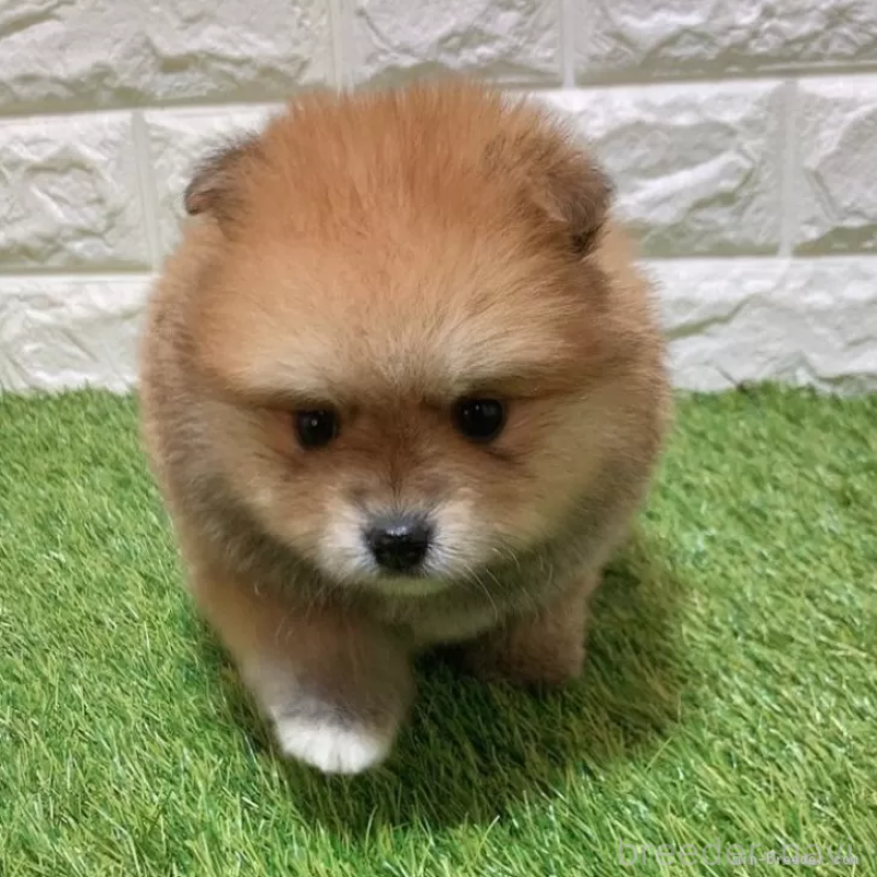 販売中の愛知県のポメラニアン-445390の3枚目