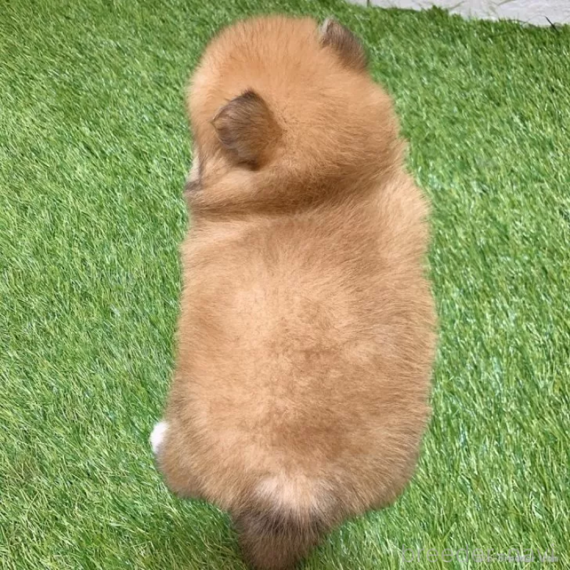 販売中の愛知県のポメラニアン-445390の2枚目