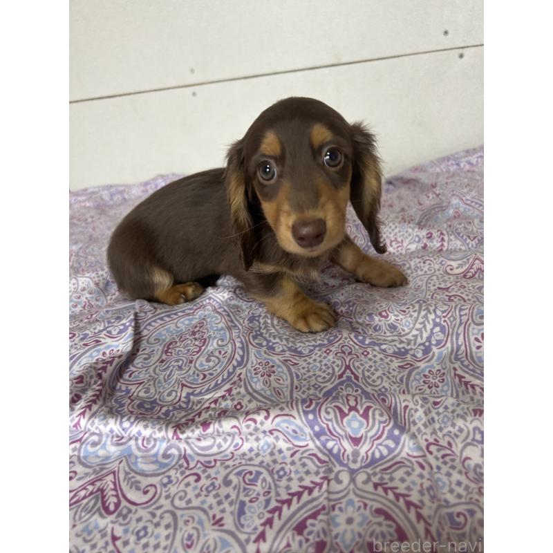販売中の愛知県のミニチュアダックスフンド(ロングヘアード)-437986