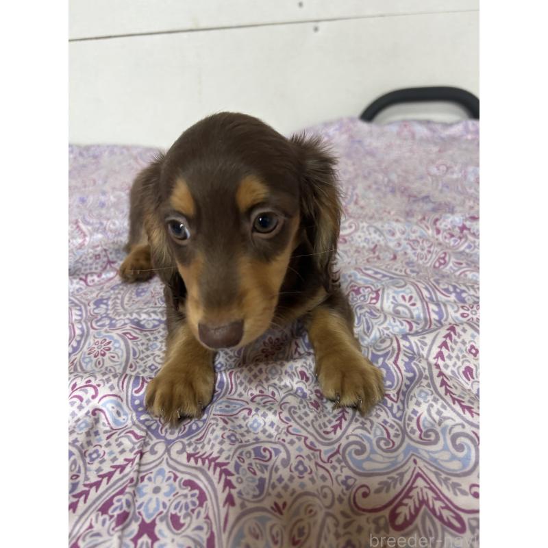 販売中の愛知県のミニチュアダックスフンド(ロングヘアード)-437986の4枚目