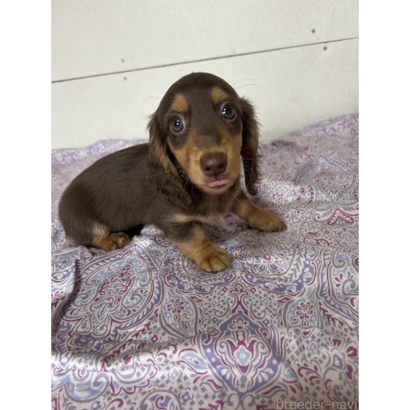販売中の愛知県のミニチュアダックスフンド(ロングヘアード)-437986の2枚目