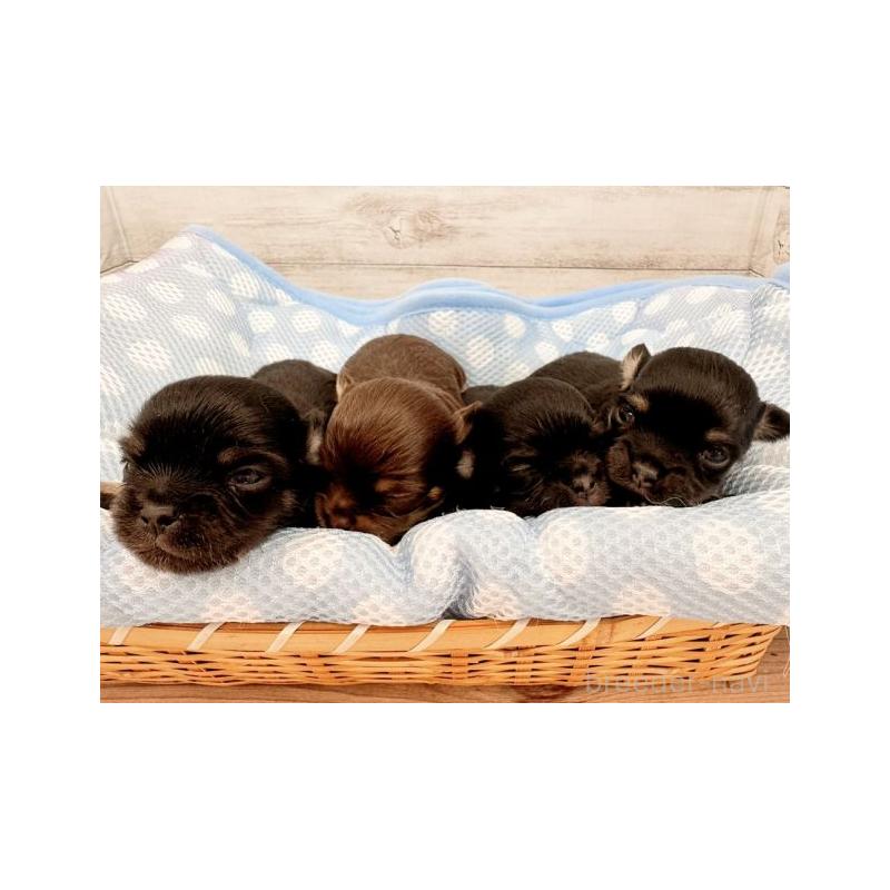 販売中の新潟県のチワワ(ロングコート)-446415の2枚目