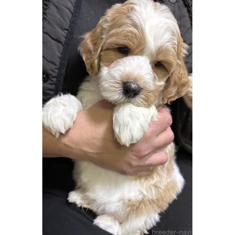 販売中の熊本県のミディアムプードル-445098