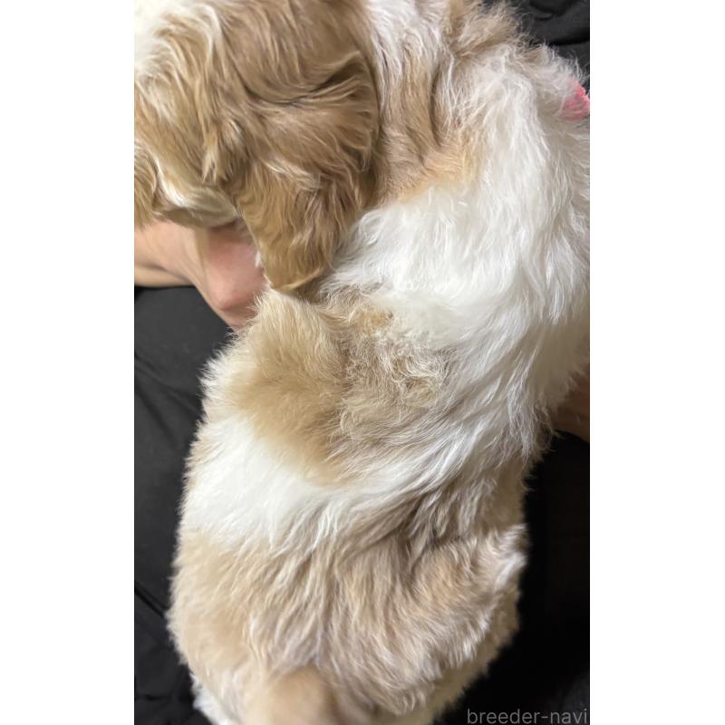 販売中の熊本県のミディアムプードル-445098の5枚目