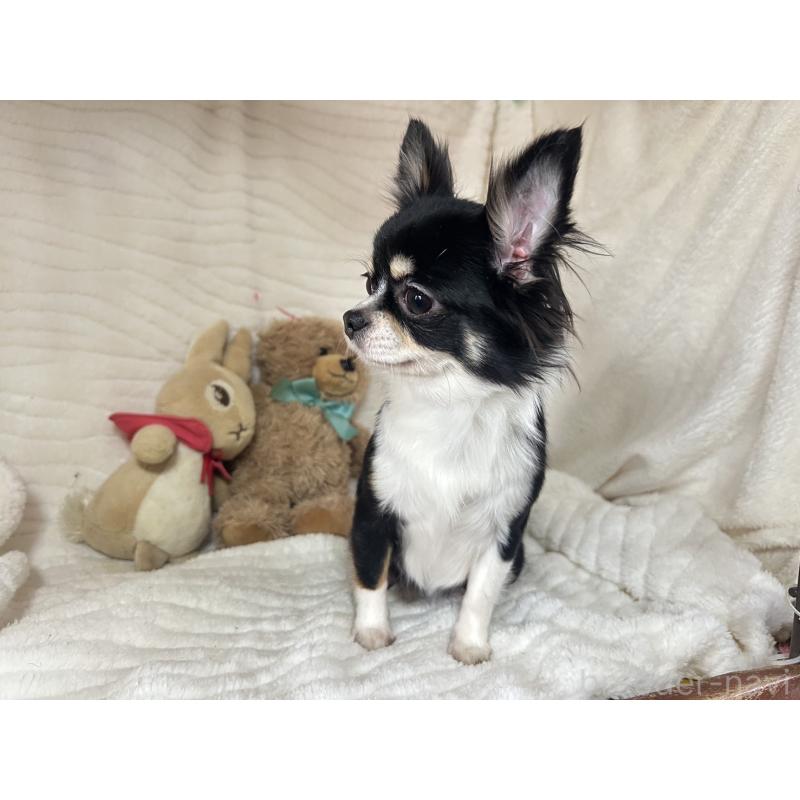 販売中の京都府のチワワ(ロングコート)-446416の6枚目