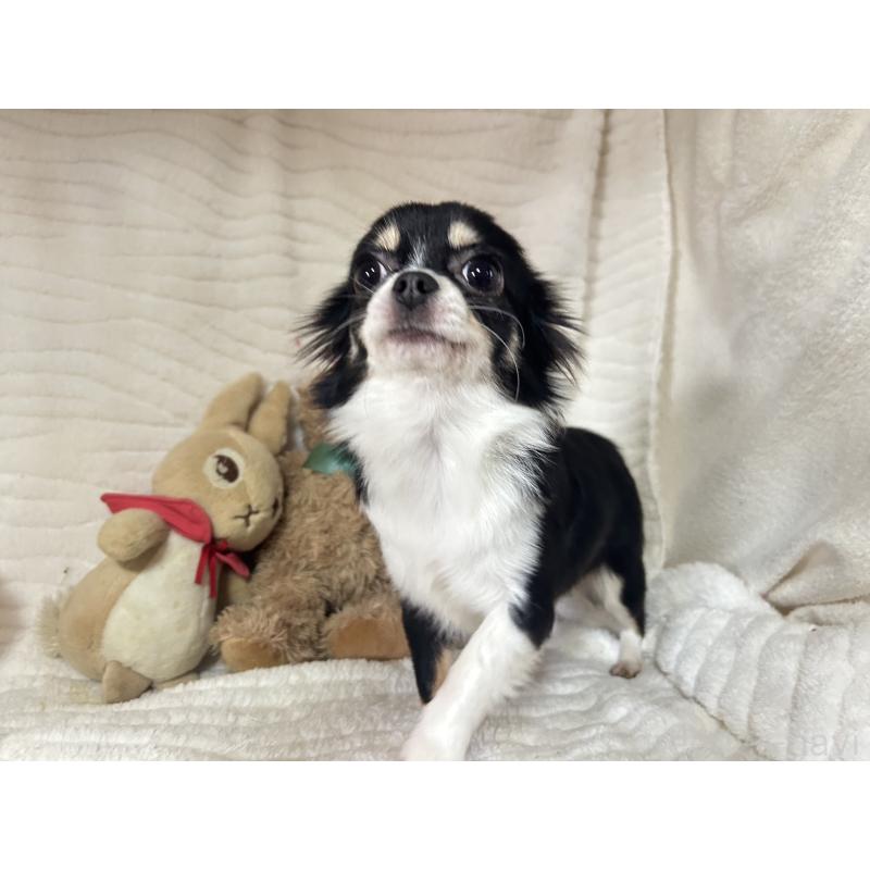 販売中の京都府のチワワ(ロングコート)-446416の4枚目