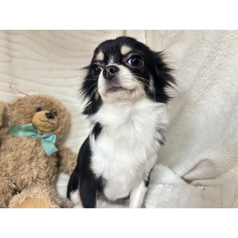 販売中の京都府のチワワ(ロングコート)-446416の5枚目