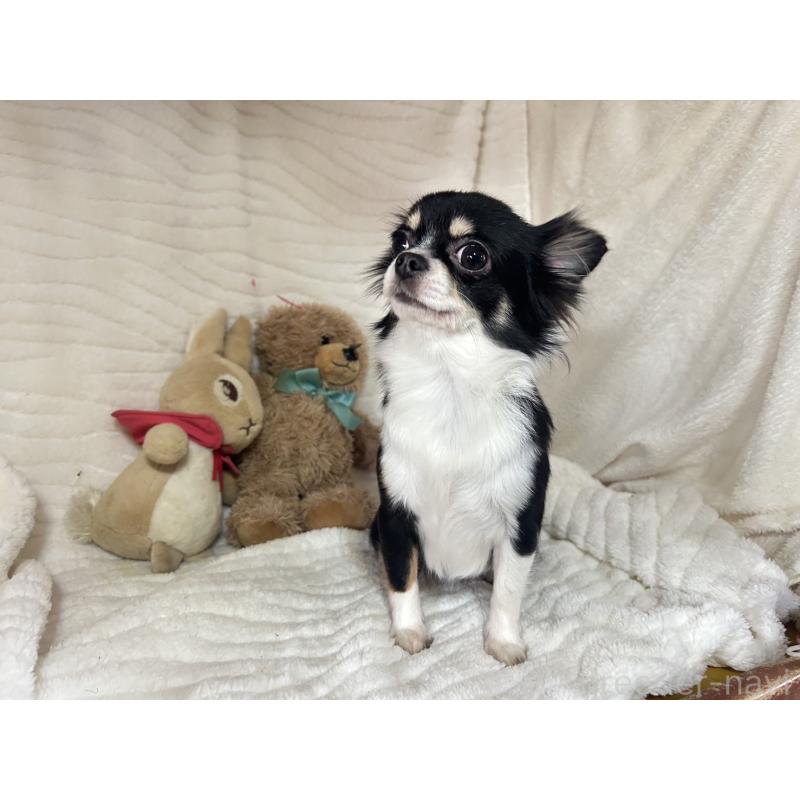 販売中の京都府のチワワ(ロングコート)-446416の3枚目