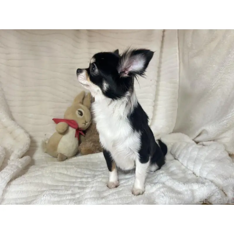 販売中の京都府のチワワ(ロングコート)-446416の1枚目