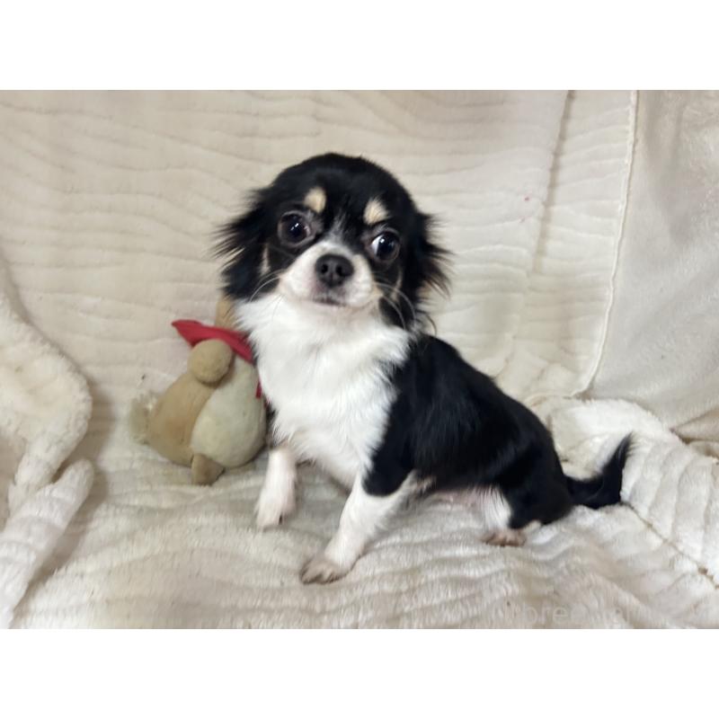 販売中の京都府のチワワ(ロングコート)-446416の2枚目