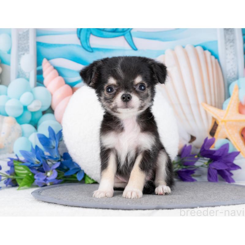 販売中の岐阜県のチワワ(ロングコート)-446421の6枚目