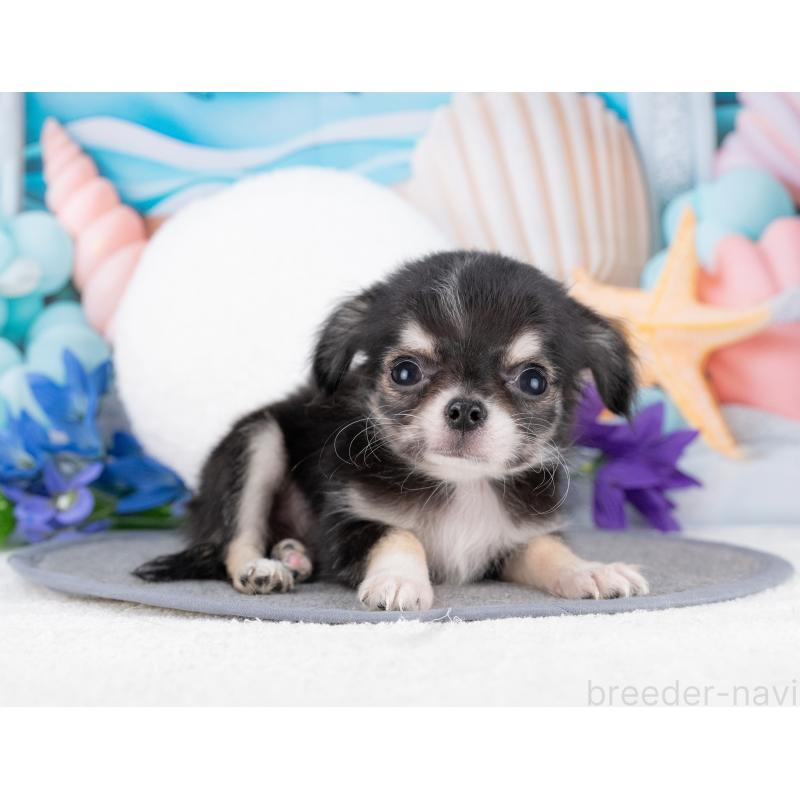 販売中の岐阜県のチワワ(ロングコート)-446421の4枚目