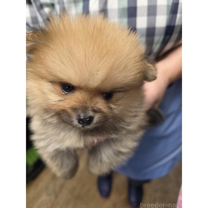 販売中の静岡県のポメラニアン-446422の2枚目