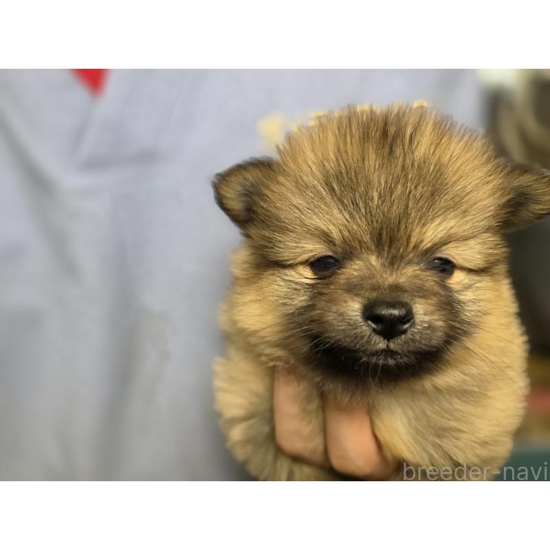 販売中の静岡県のポメラニアン-446420の2枚目