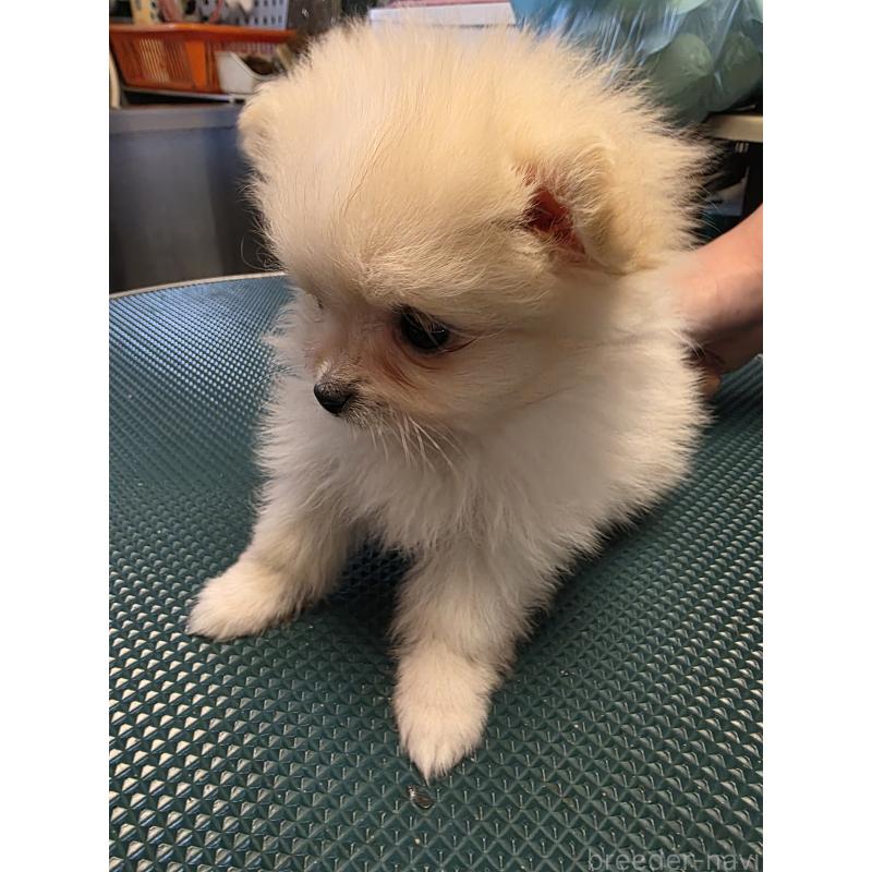 販売中の静岡県のポメラニアン-446418の2枚目