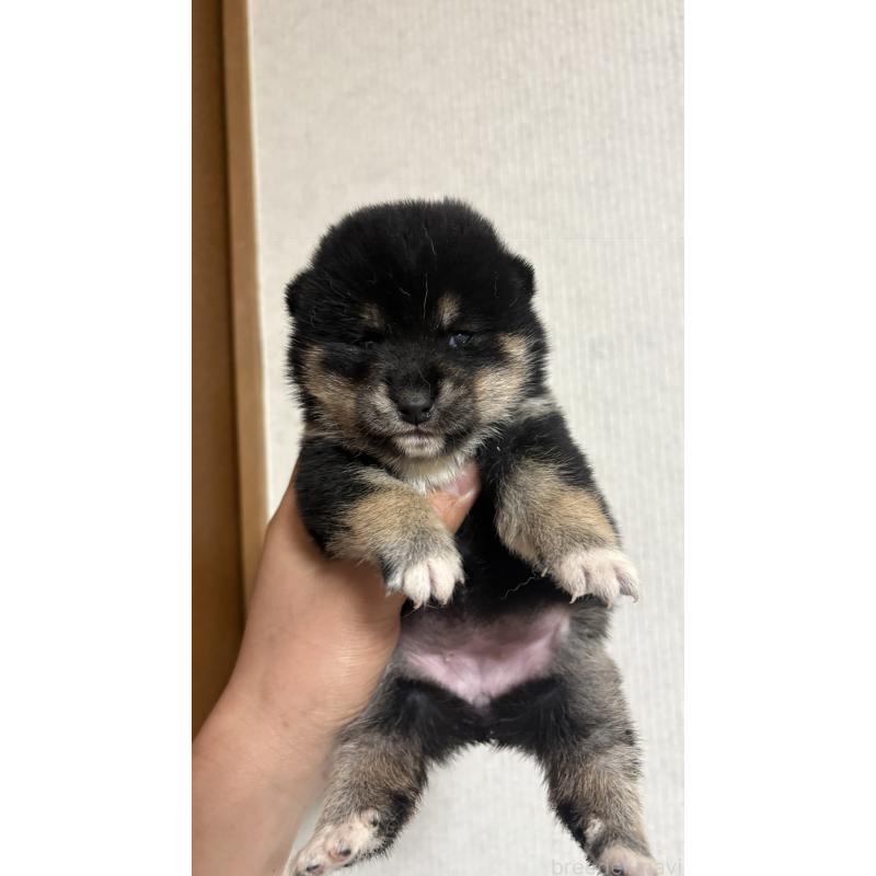 販売中の茨城県のミックス犬-446425の2枚目