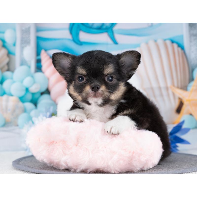 販売中の岐阜県のチワワ(ロングコート)-446424の7枚目