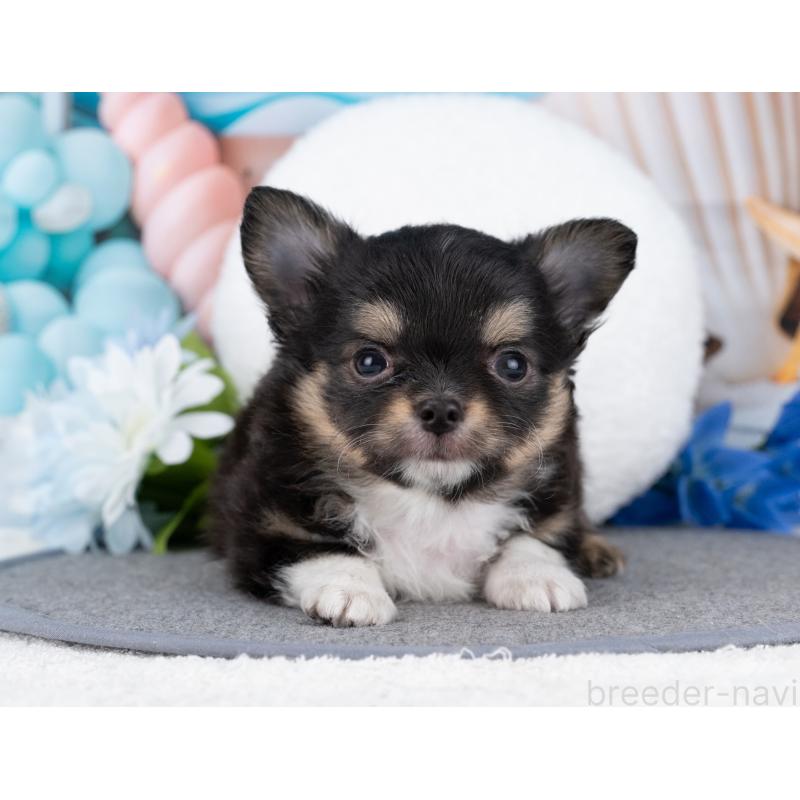 販売中の岐阜県のチワワ(ロングコート)-446424の6枚目