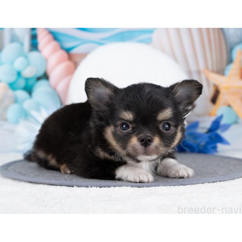 販売中の岐阜県のチワワ(ロングコート)-446424の4枚目