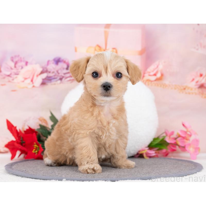 販売中の岐阜県のマルプー:マルチーズ×トイプードル-446427の7枚目